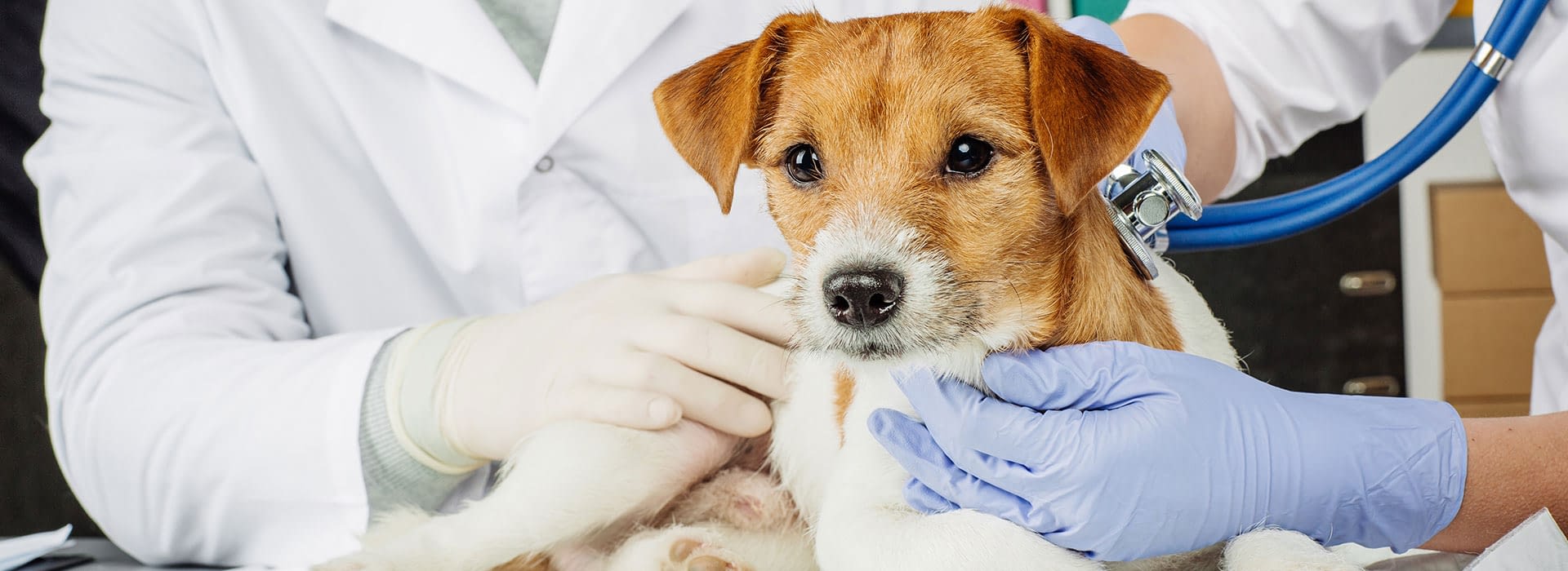 Lexington Animal ClinicVeterinary Resources Lexington Animal Clinic