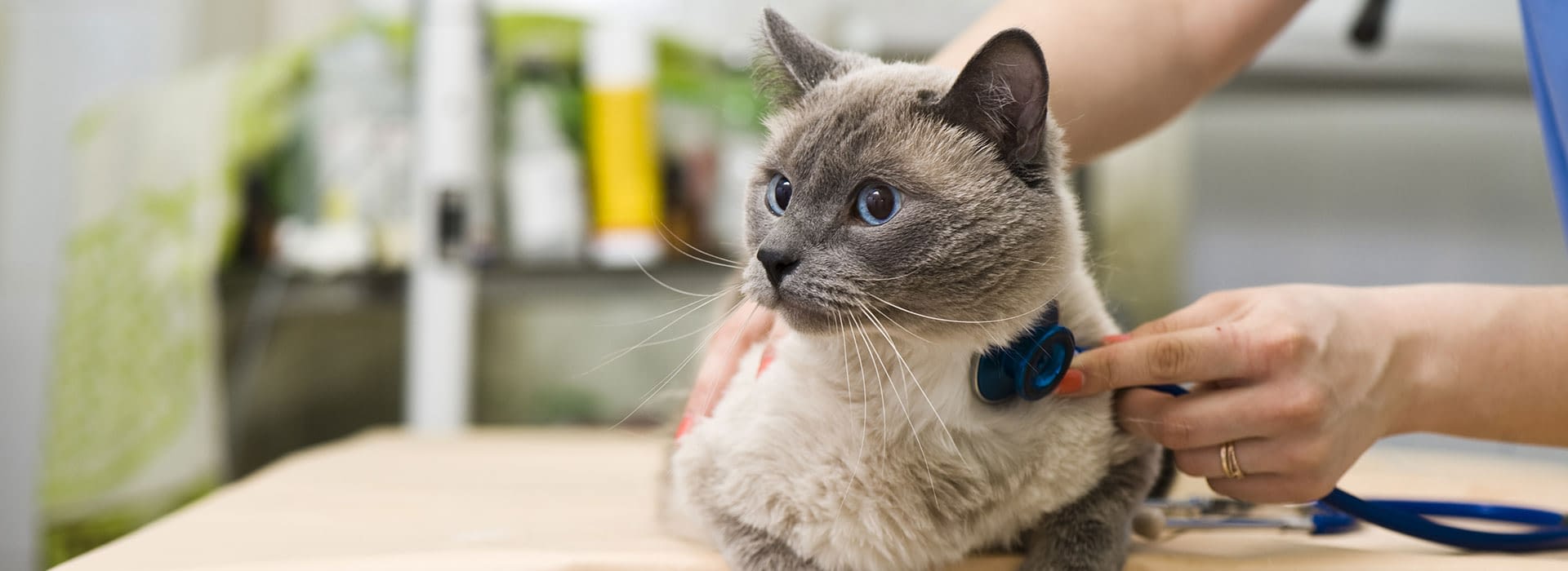 Lexington Animal ClinicClinic Information Lexington Animal Clinic